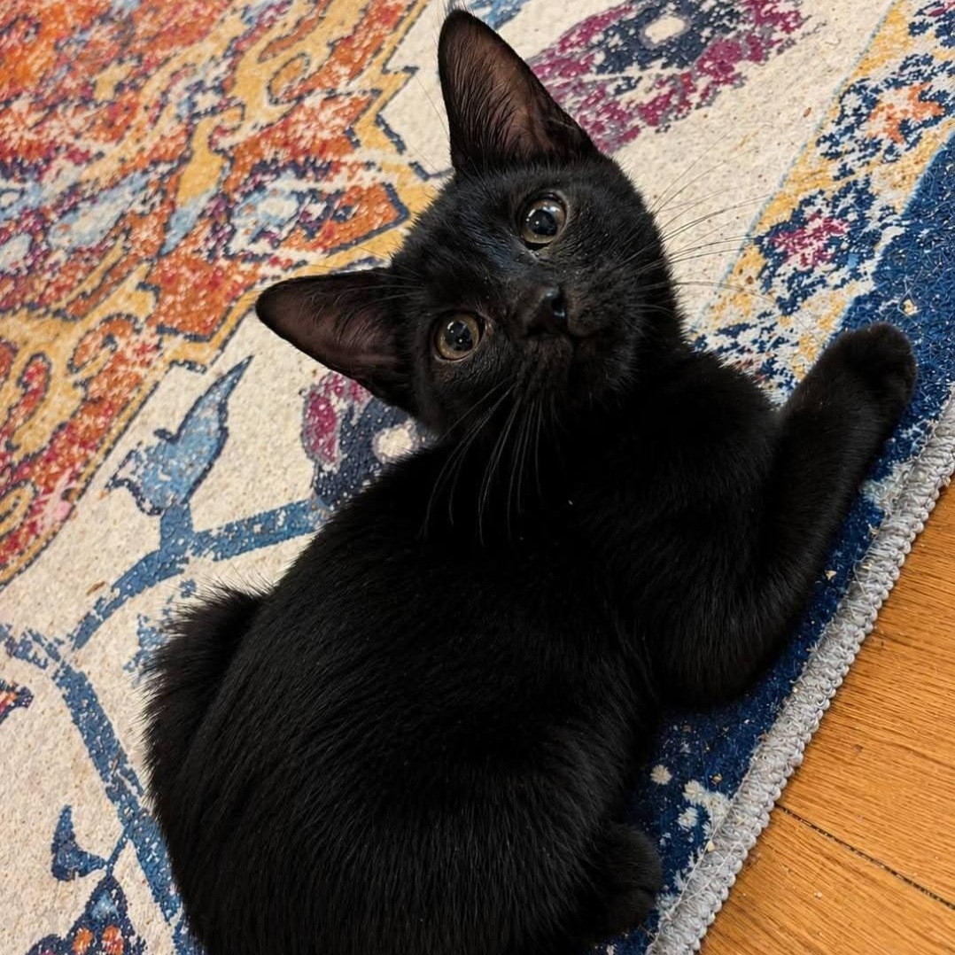 Sebastian, ADOPTABLE, Kitten Male Domestic Short Hair.