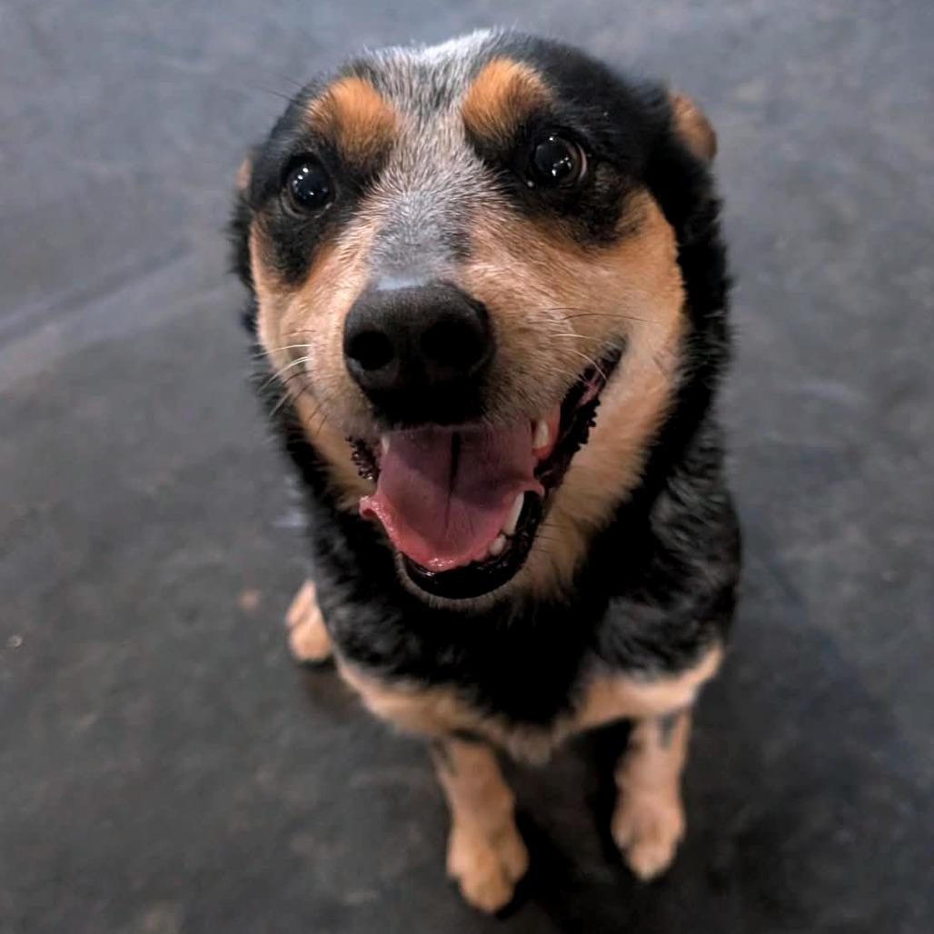 Nugget, Adoptable, Adult Female Mixed Breed.