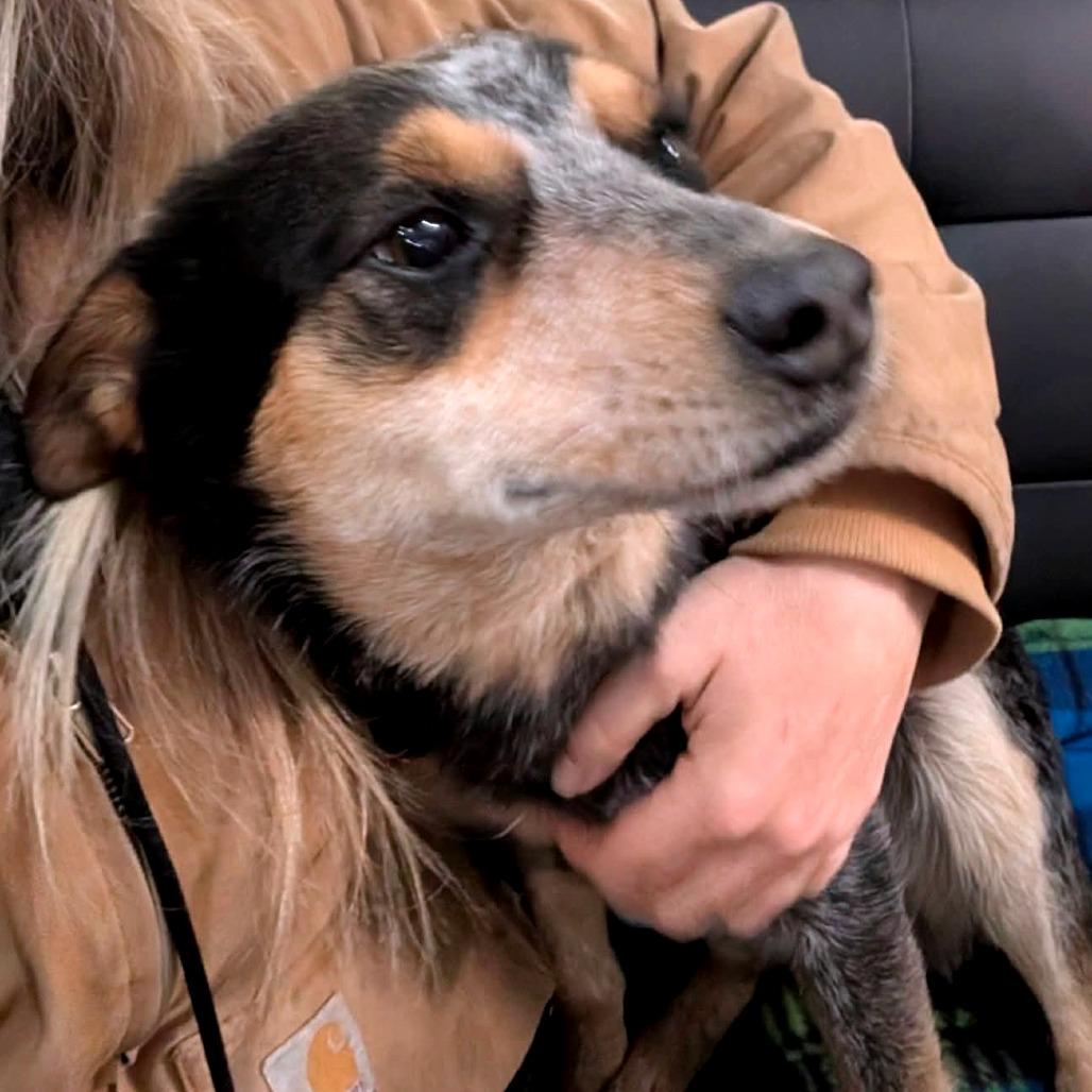 Enlarge Nugget, a Adoptable Mixed Breed in Clarksville, TN image 2/2