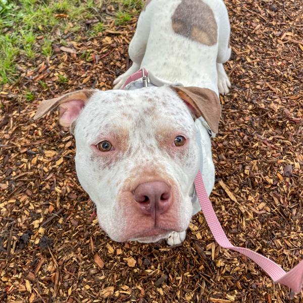 Cooper, a Adoptable mixed breed in Des Moines, IA image 2/2