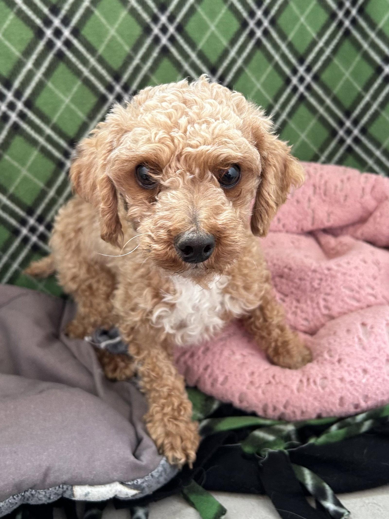 Mochi Mar 26, Adopted, Young Male Poodle.