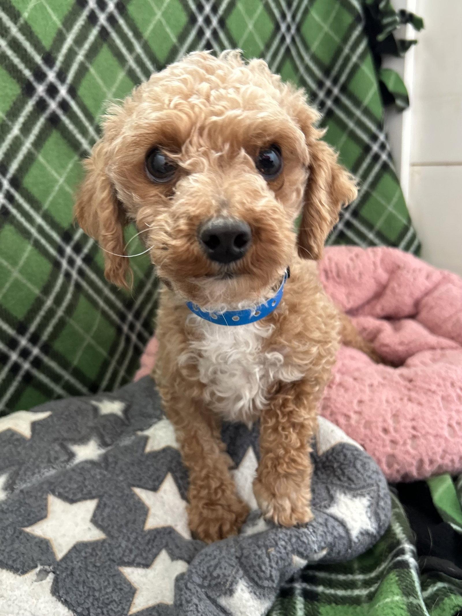 Enlarge Mochi Mar 26, a Adopted Poodle in Pacolet, SC image 3/3