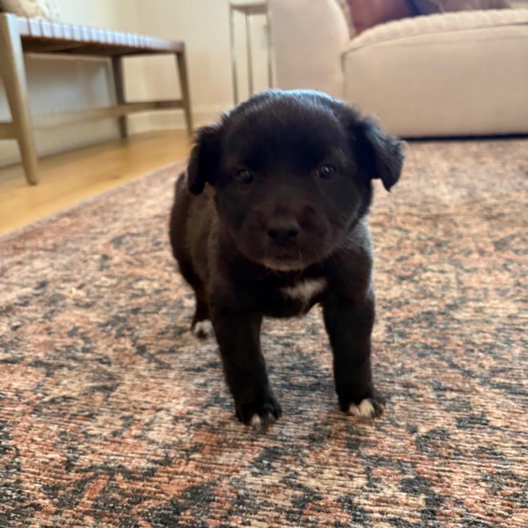 Enlarge Shea, a Adoptable mixed breed in Cordova, TN image 2/6