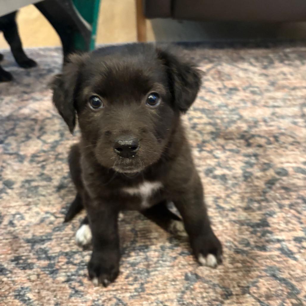 Enlarge Shea, a Adoptable mixed breed in Cordova, TN image 3/6