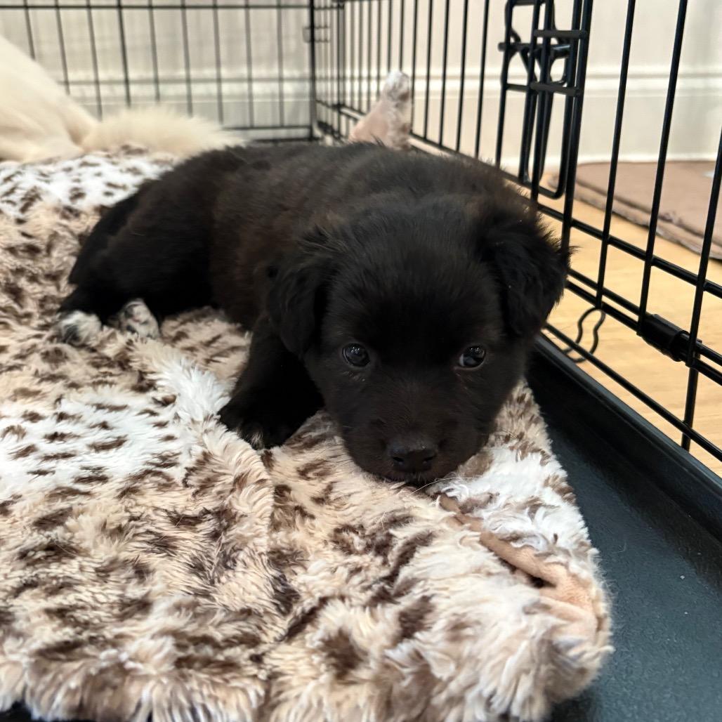 Enlarge Shea, a Adoptable mixed breed in Cordova, TN image 4/6