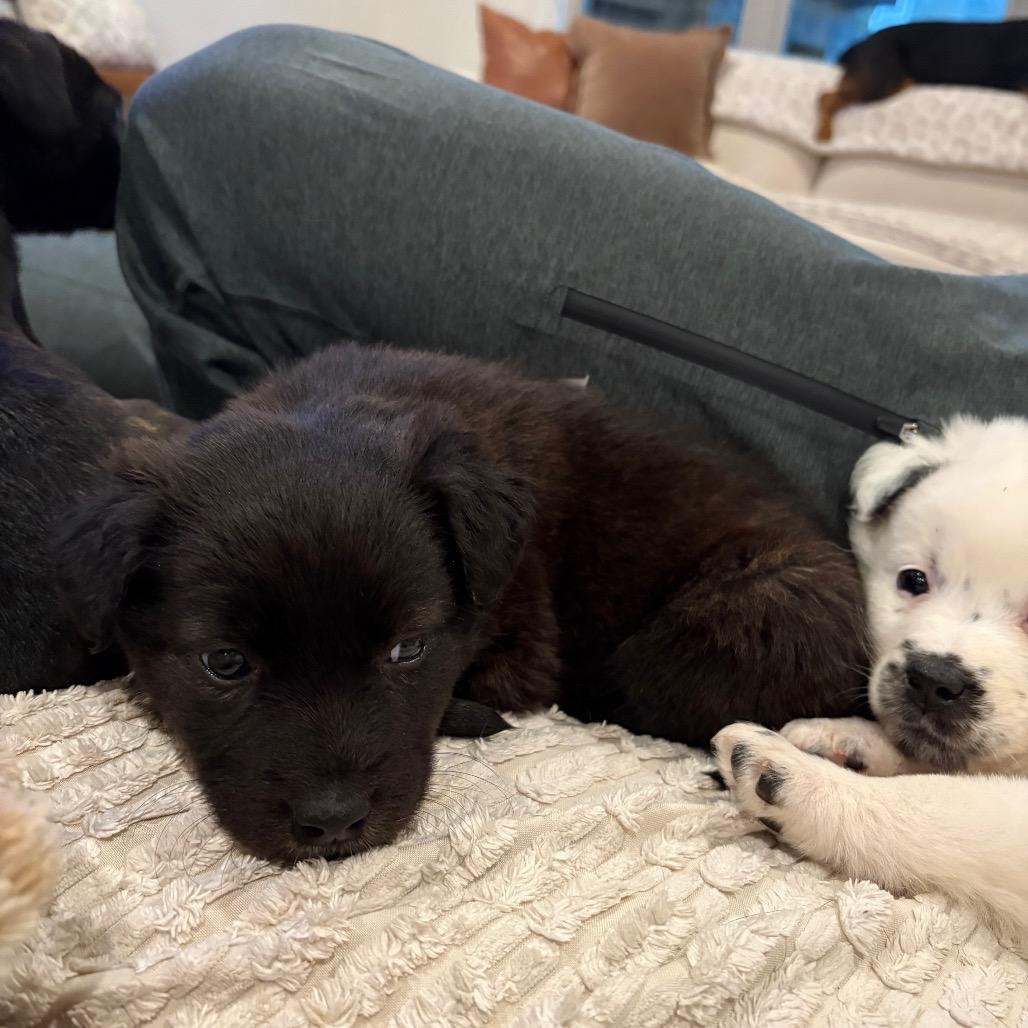 Enlarge Shea, a Adoptable mixed breed in Cordova, TN image 5/6