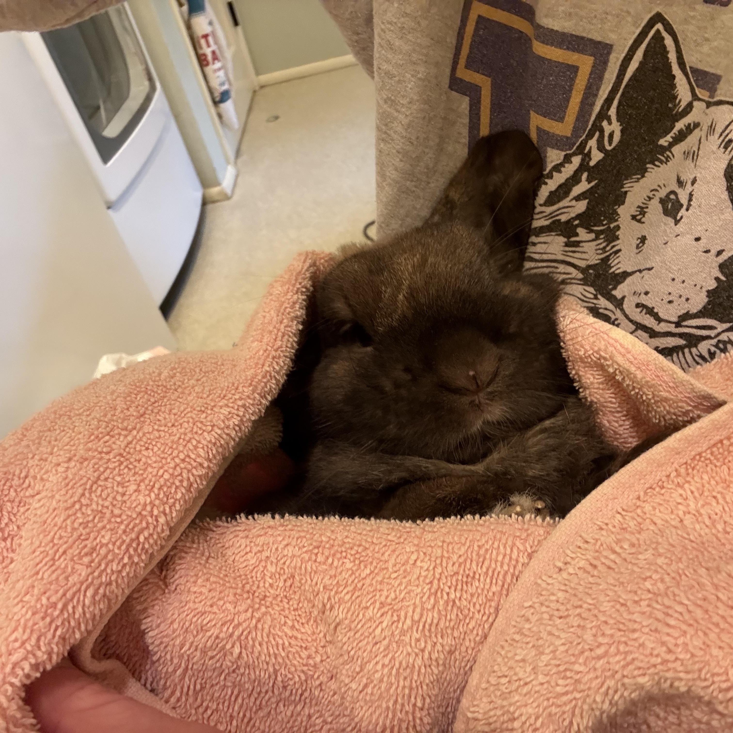 Taco, a ADOPTABLE Lop Eared in Gig Harbor, WA image 3/4