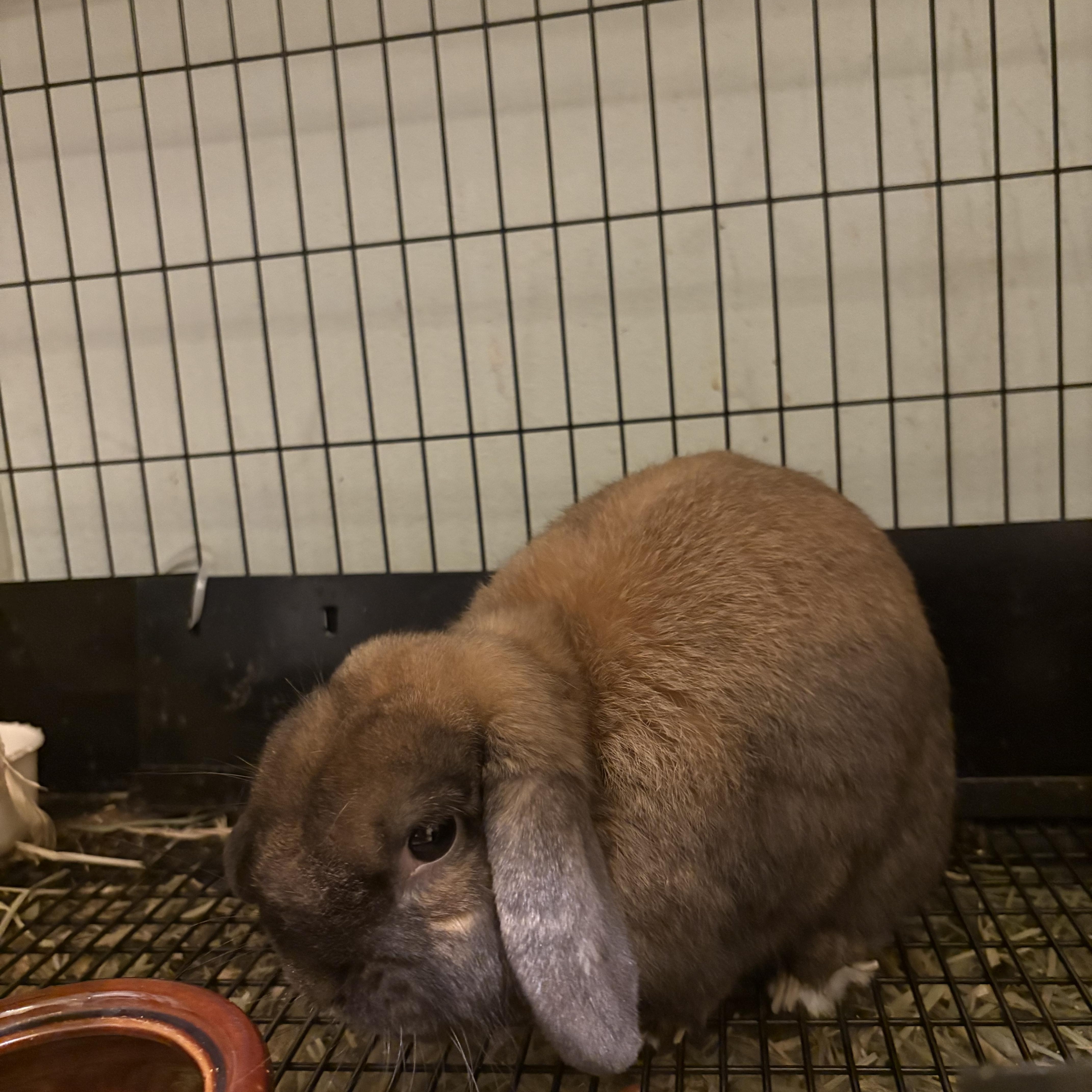 Taco, a ADOPTABLE Lop Eared in Gig Harbor, WA image 4/4