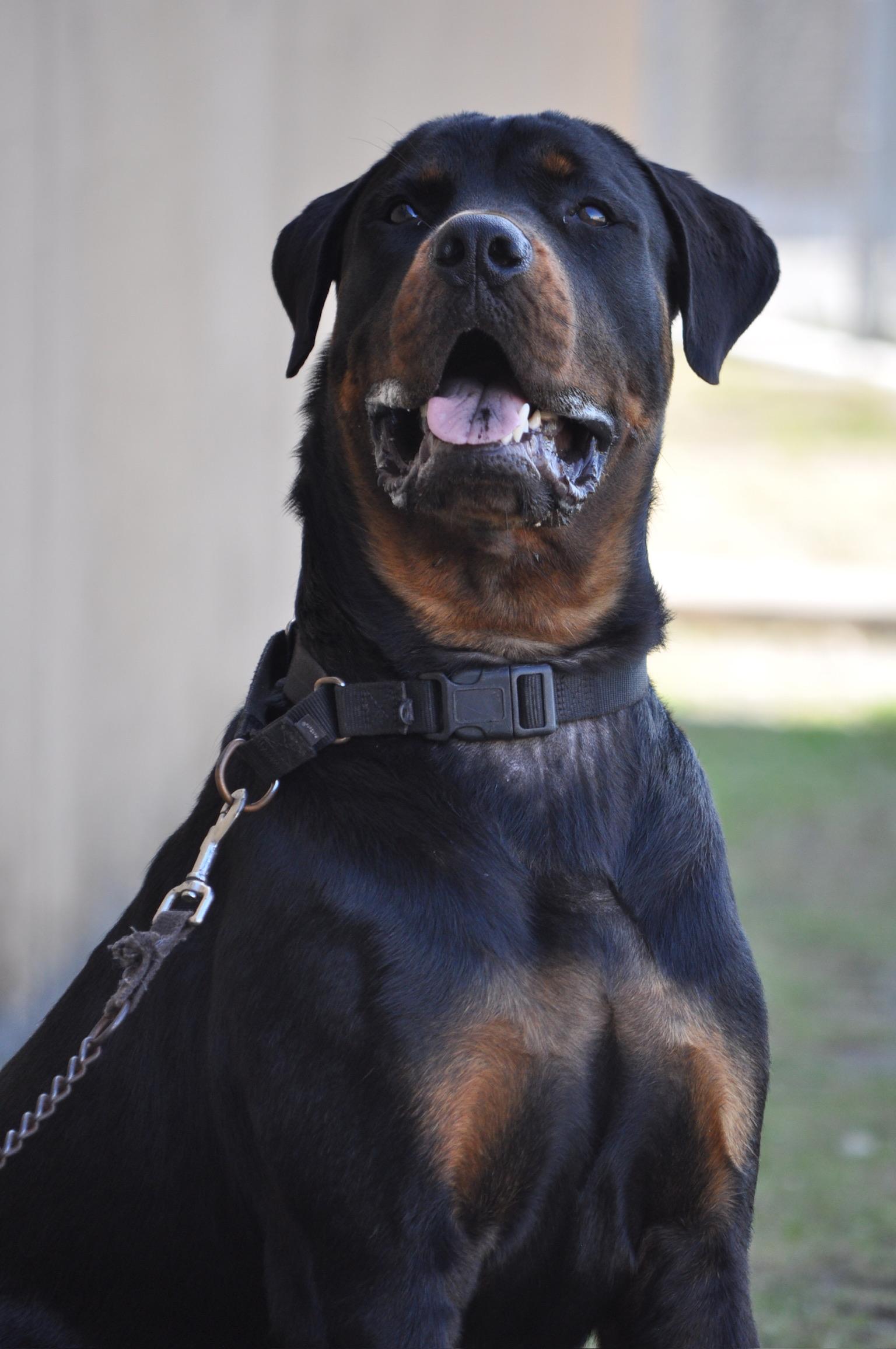 Enlarge Forrest - TRAINED DOG, a ADOPTABLE Rottweiler in Miami, FL image 3/3