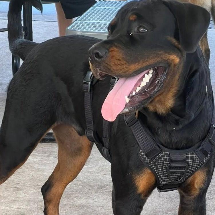 Enlarge Forrest - TRAINED DOG, a ADOPTABLE Rottweiler in Miami, FL image 1/3