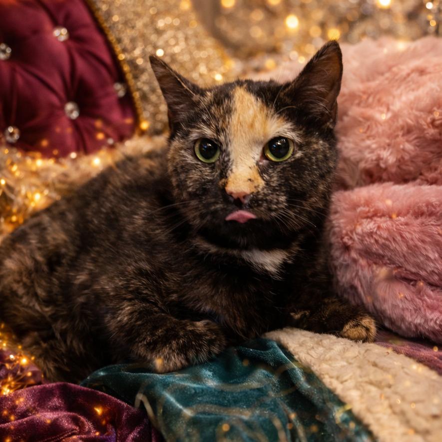 Enlarge Georgia, a Adoptable Domestic Short Hair in Lancaster, OH image 1/1