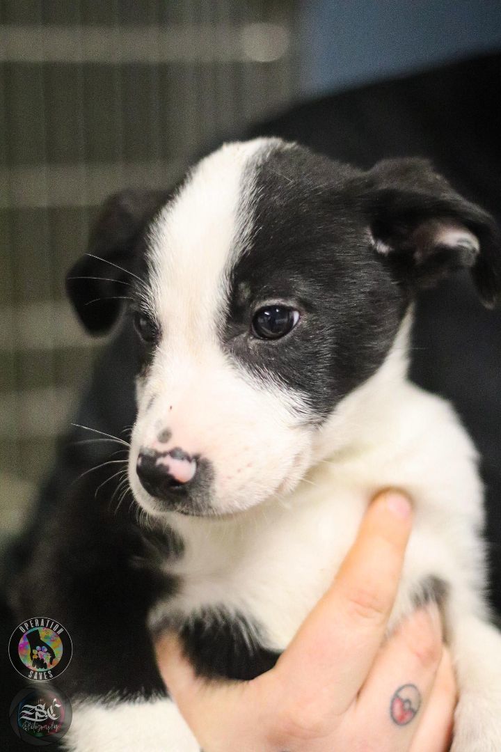 Spruce, a Adoptable Border Collie in Toledo, OH image 2/2