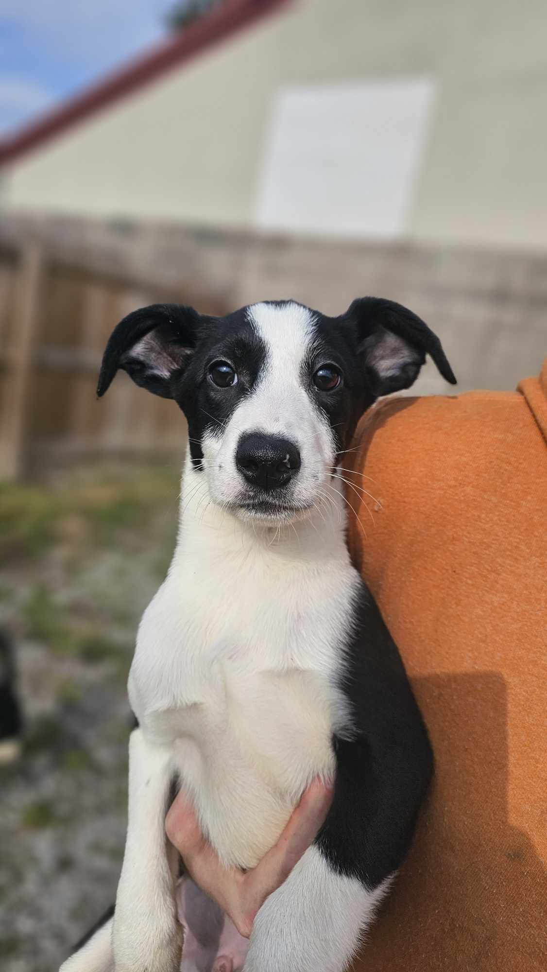 Spruce, Adoptable, Young Male Border Collie.