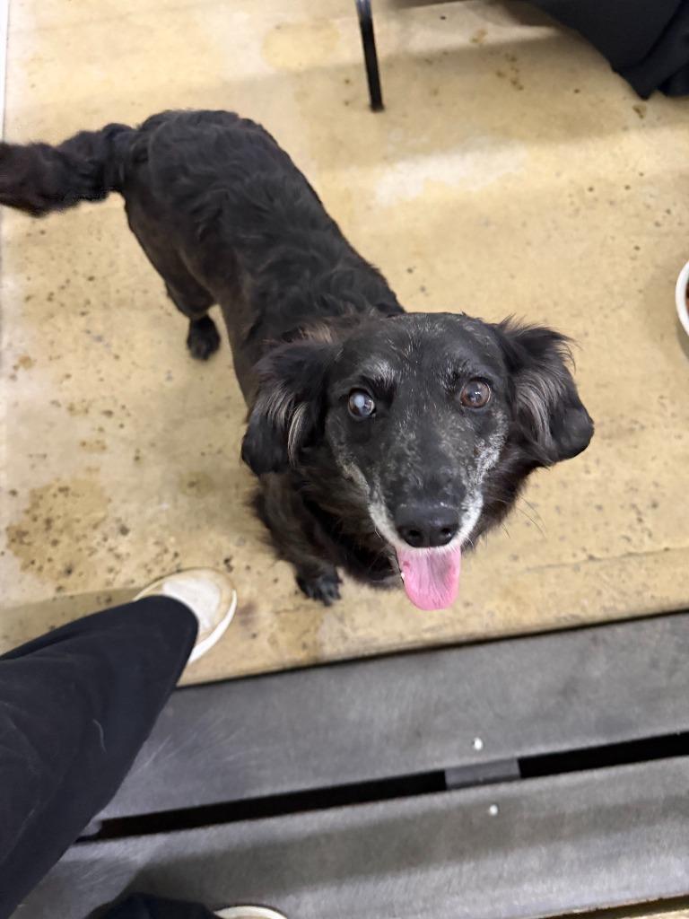 Enlarge Brisket, a Adoptable Mixed Breed in Lagrange, IN image 1/1
