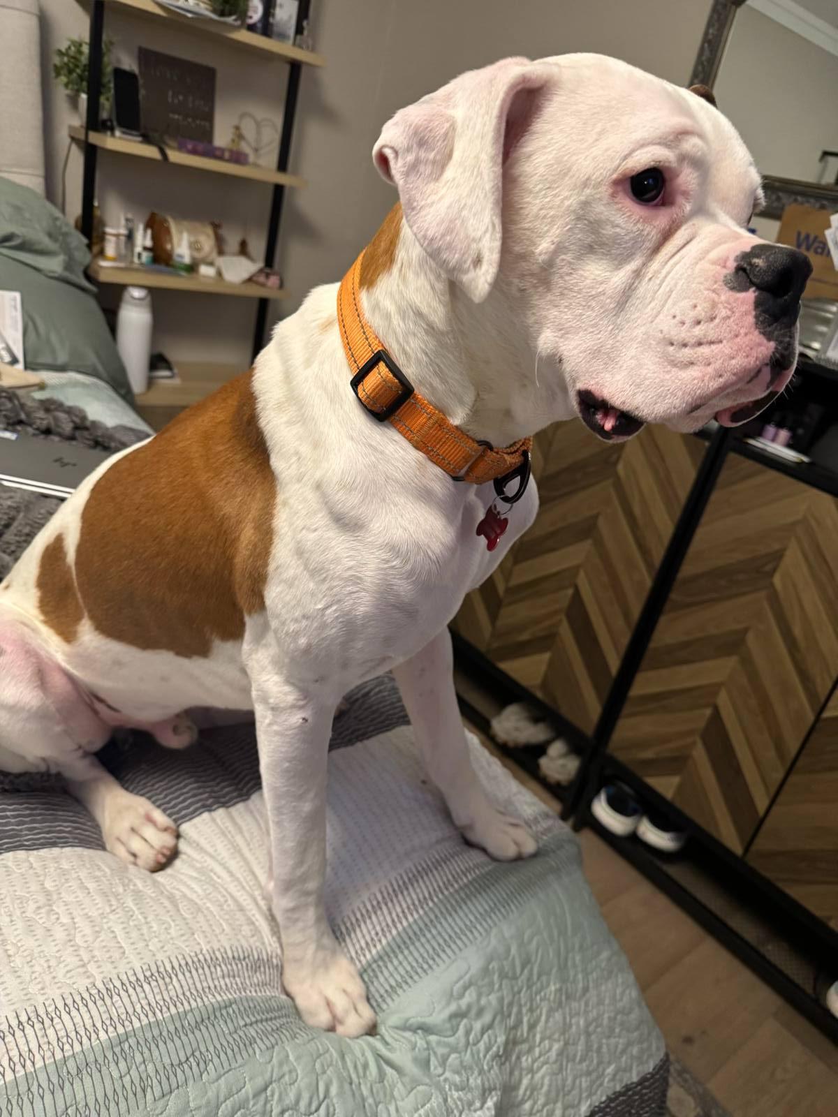 Theo, a Adoptable Boxer in Woodinville, WA image 1/3