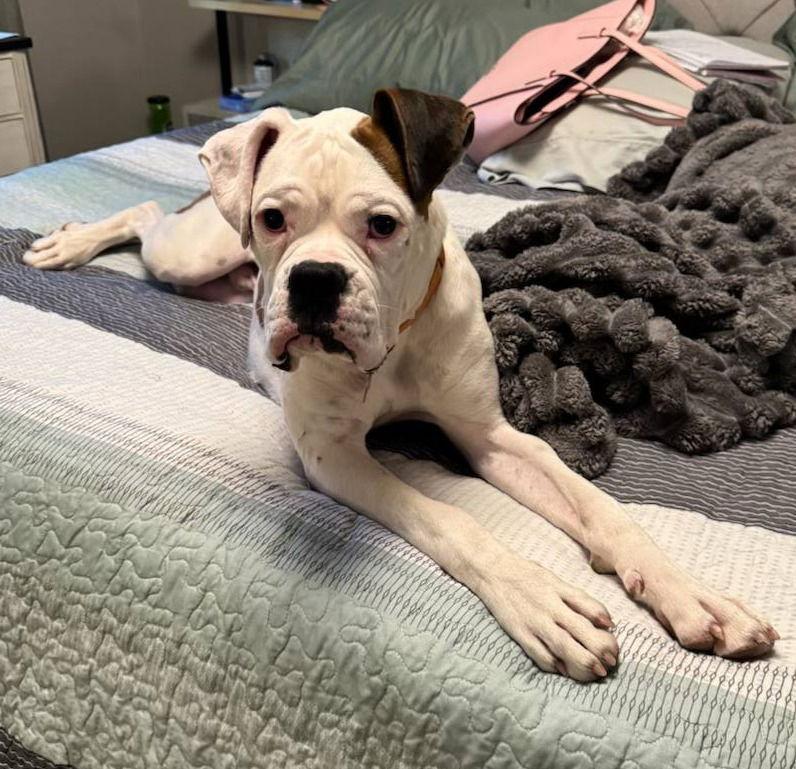 Enlarge Theo, a Adoptable Boxer in McMinnville, OR image 3/3