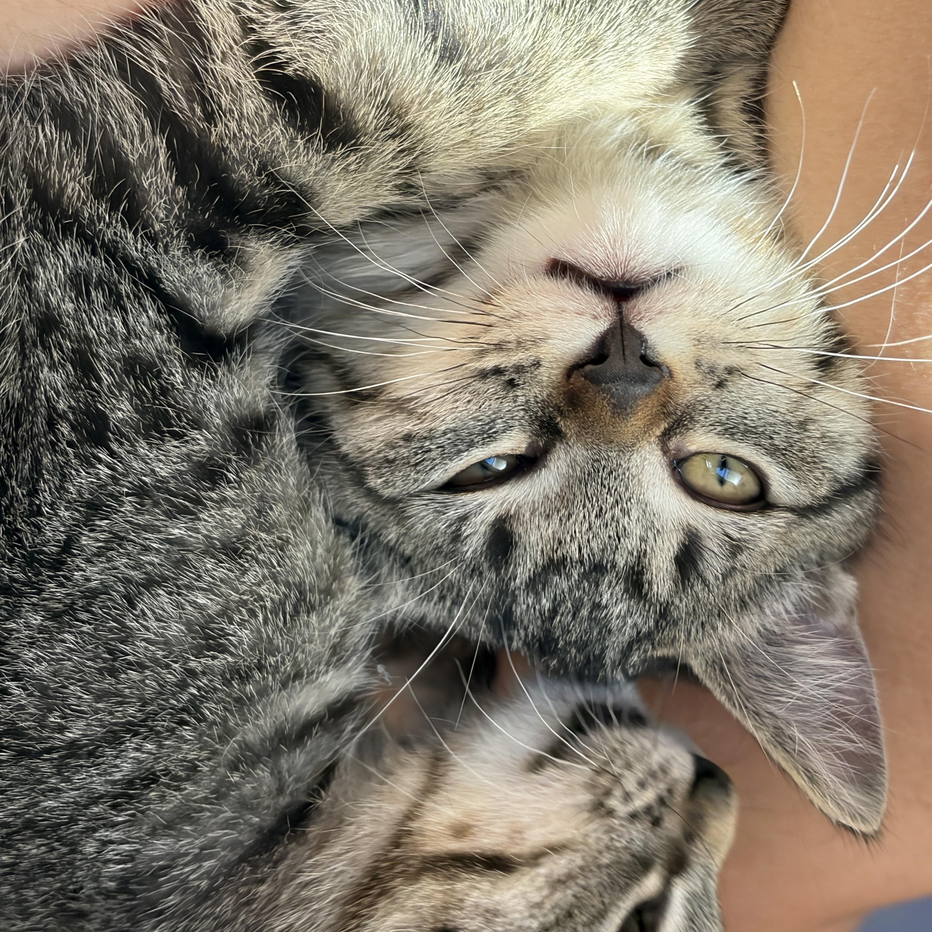 Enlarge Rumble, a ADOPTABLE Domestic Short Hair in Redmond, WA image 2/4