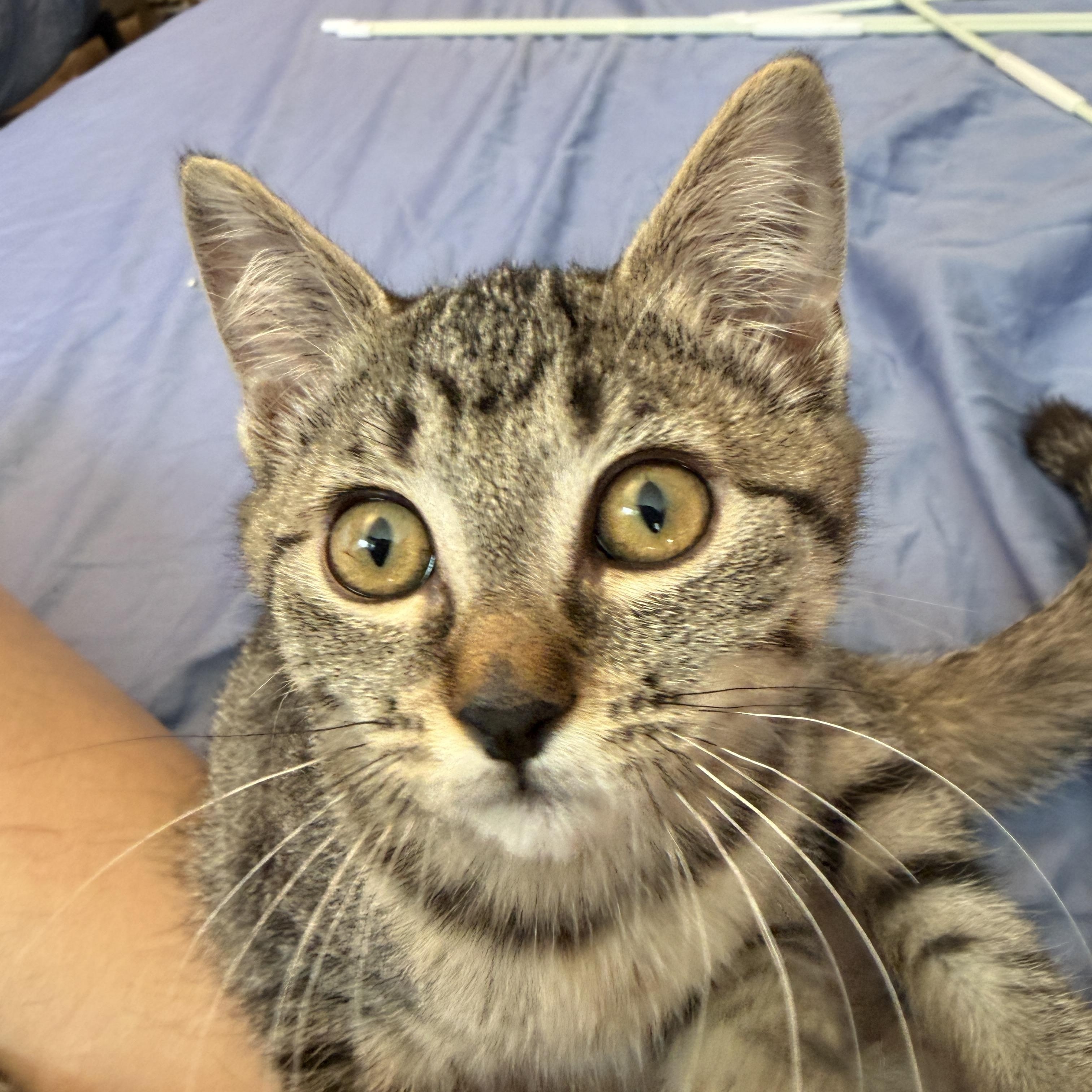 Rumble, ADOPTABLE, Kitten Female Domestic Short Hair.