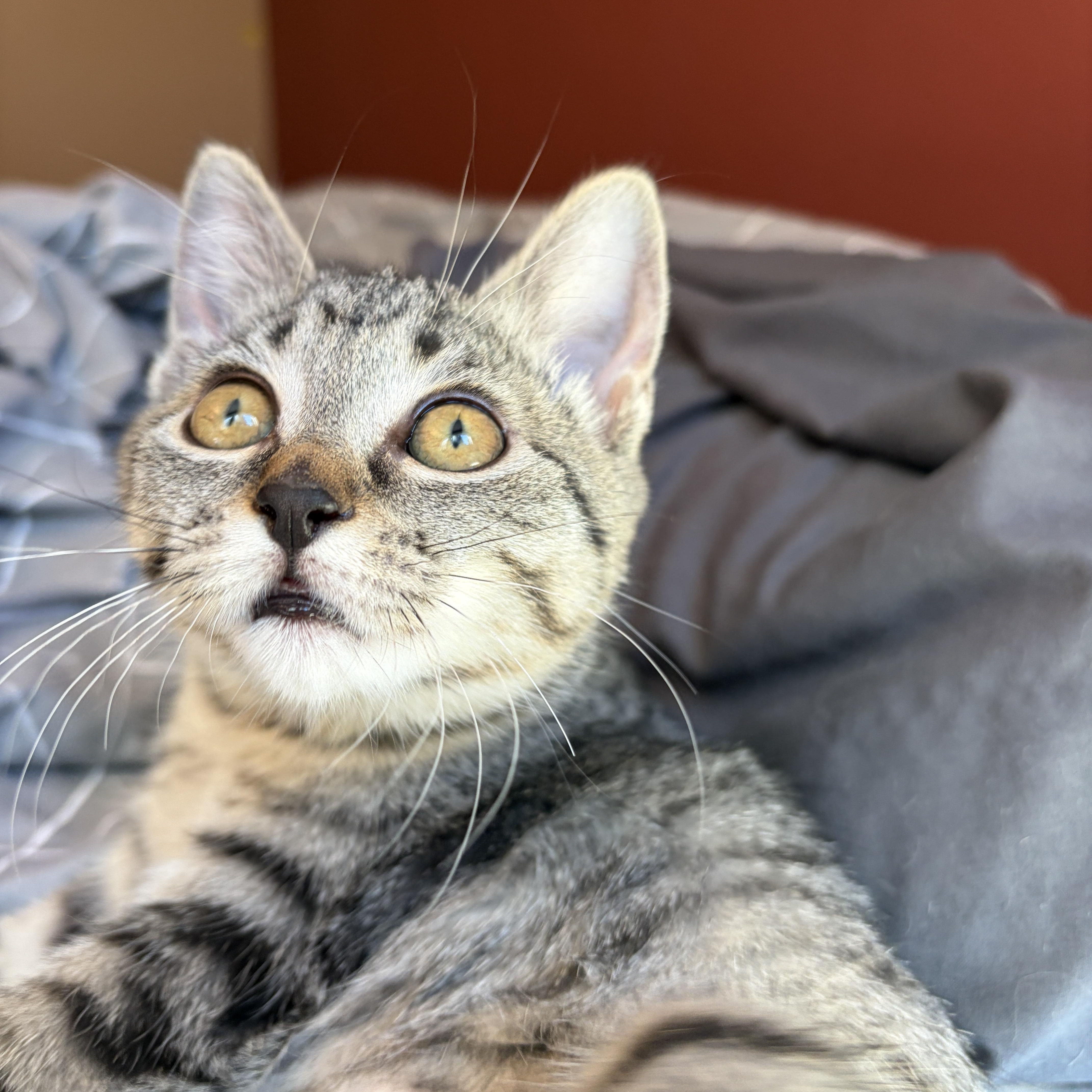 Enlarge Rumble, a ADOPTABLE Domestic Short Hair in Redmond, WA image 3/4