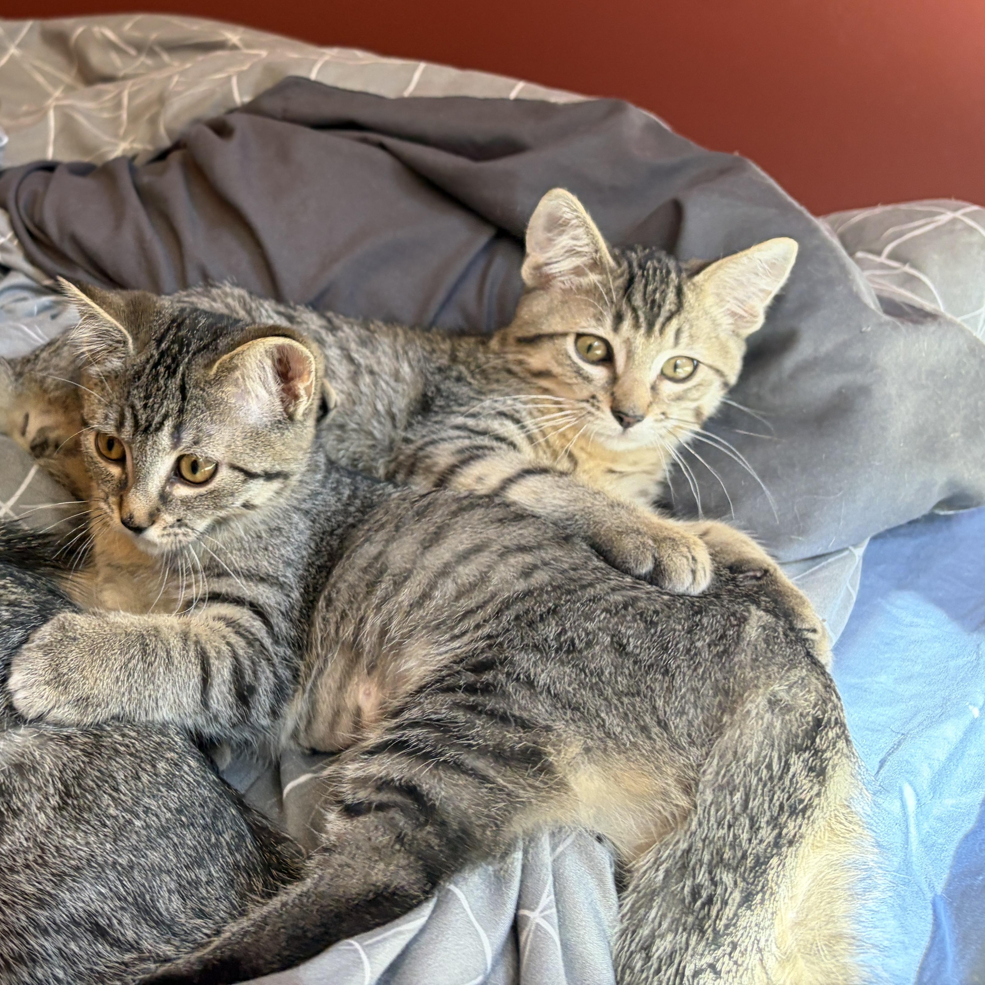 Enlarge Rumble, a ADOPTABLE Domestic Short Hair in Redmond, WA image 4/4