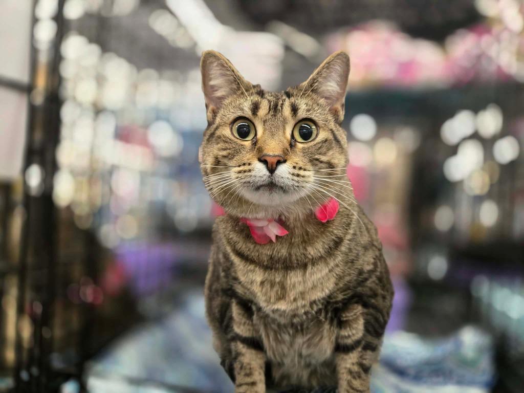 Mama (Greedjinn), Adoptable, Young Female Domestic Short Hair.