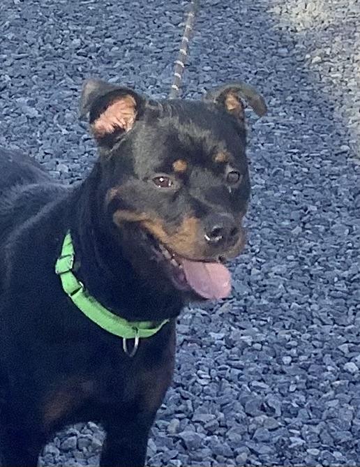 Enlarge Dandalion, a ADOPTABLE mixed breed in Gloucester, VA image 4/4