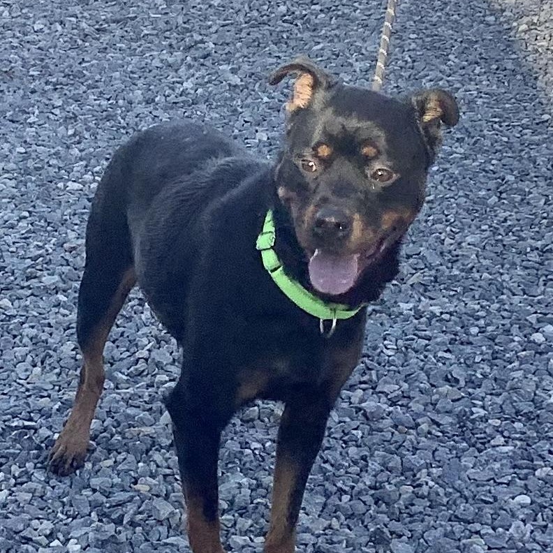 Enlarge Dandalion, a ADOPTABLE mixed breed in Gloucester, VA image 2/4