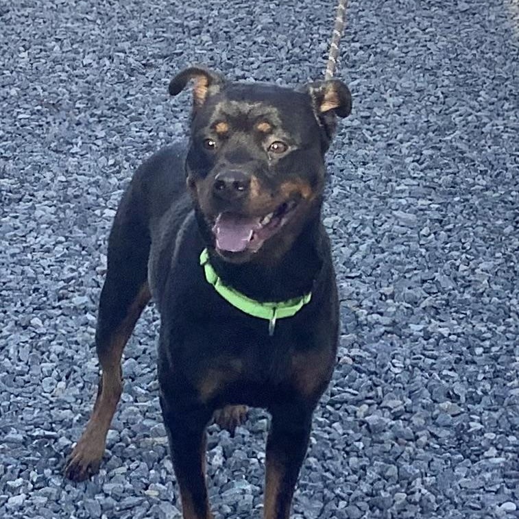 Dandalion, ADOPTABLE, Adult Female Rottweiler.