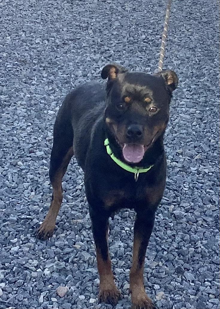 Enlarge Dandalion, a ADOPTABLE mixed breed in Gloucester, VA image 3/4