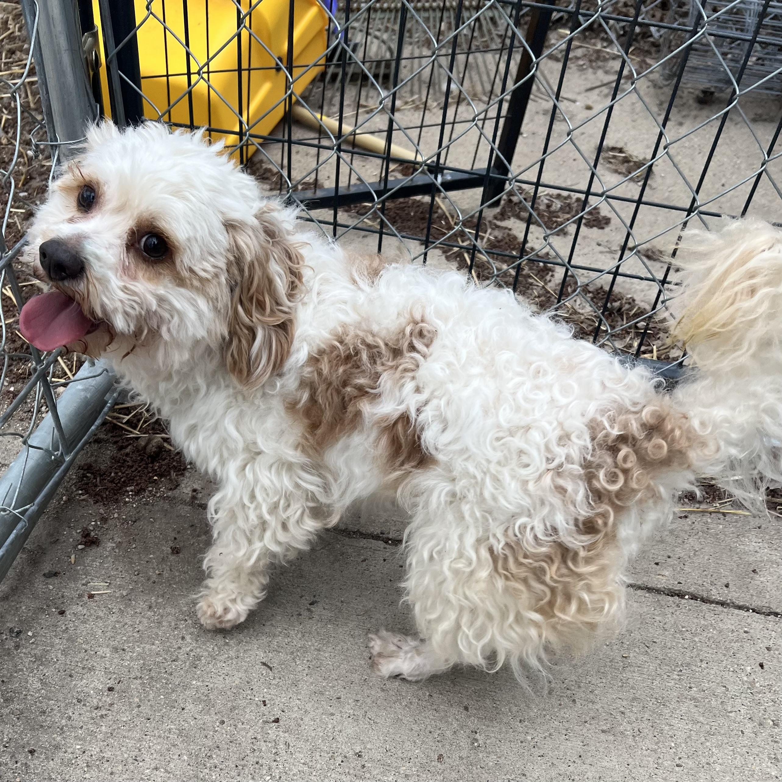 Enlarge Oso , an adopted Yorkie Poo in Fairmont, MN image 2/5