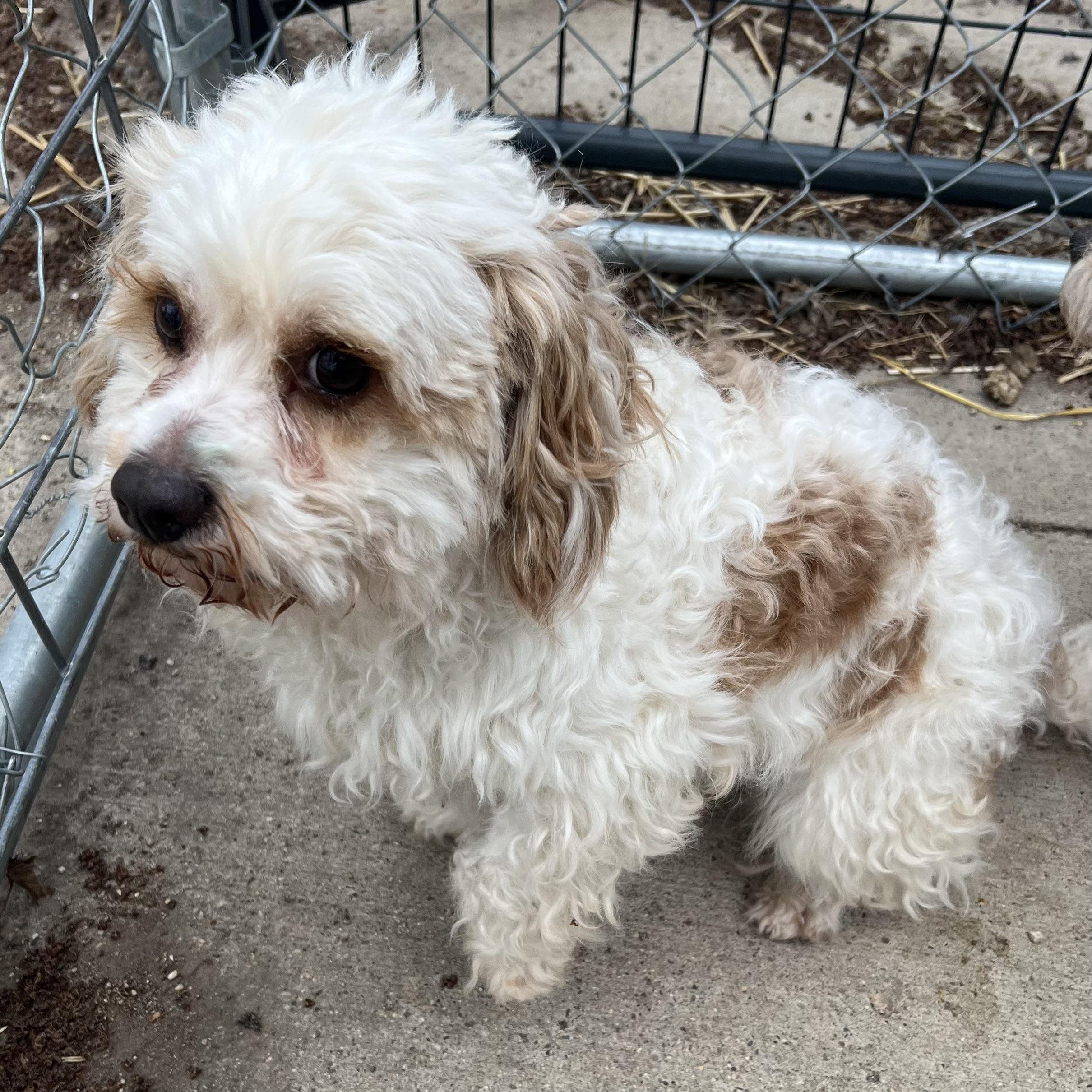 Enlarge Oso , an adopted Yorkie Poo in Fairmont, MN image 3/5