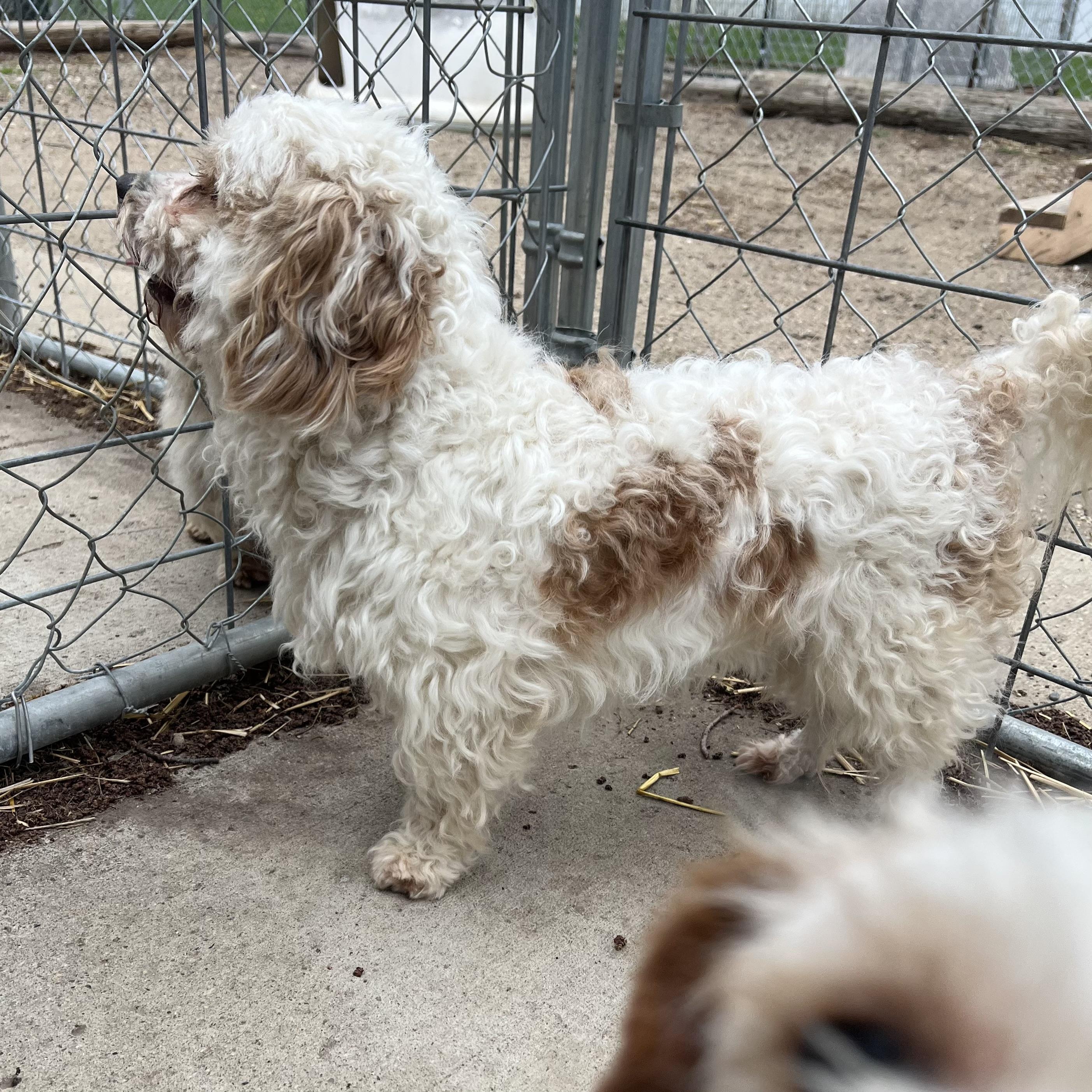 Enlarge Oso , an adopted Yorkie Poo in Fairmont, MN image 4/5