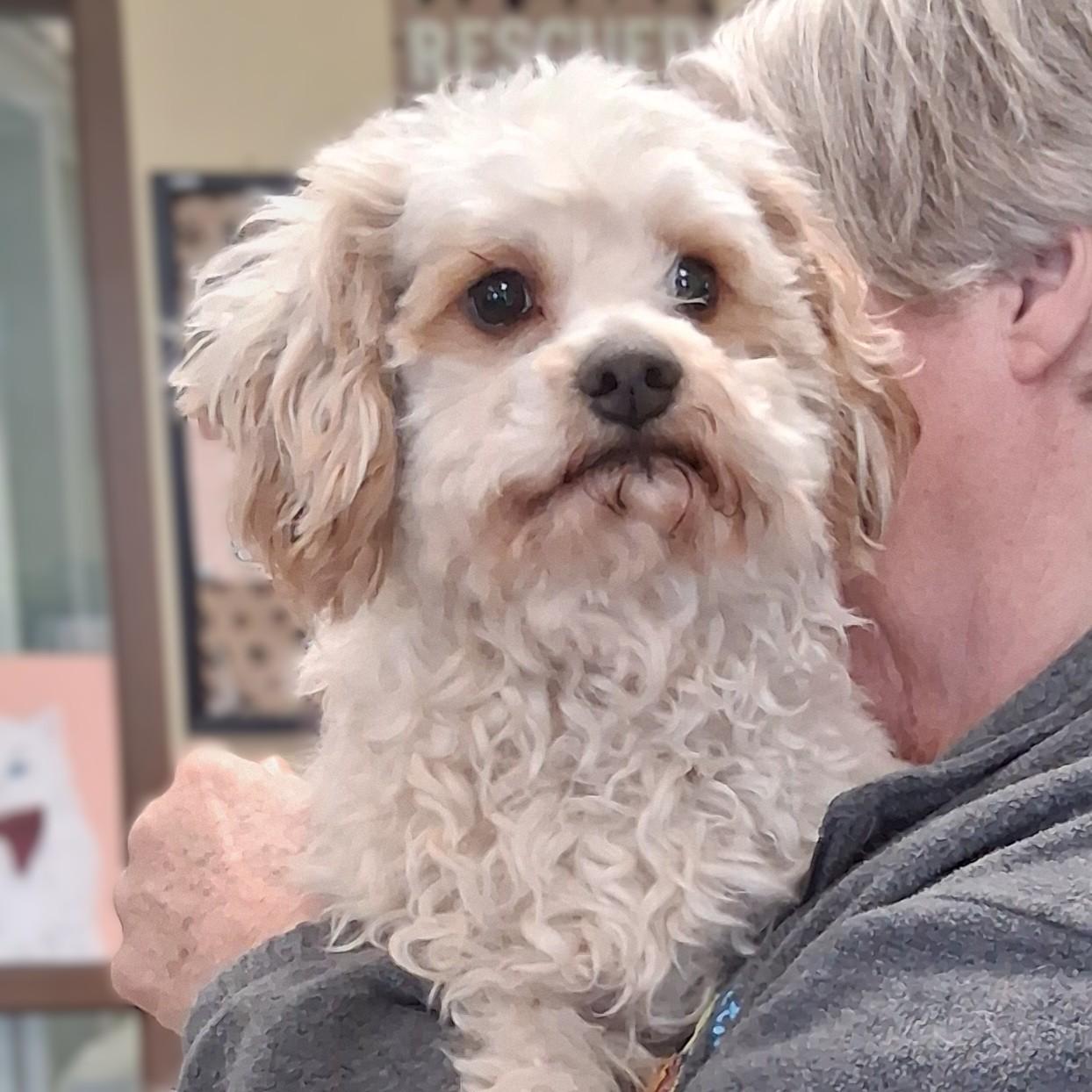 Enlarge Oso , an adopted Yorkie Poo in Fairmont, MN image 5/5