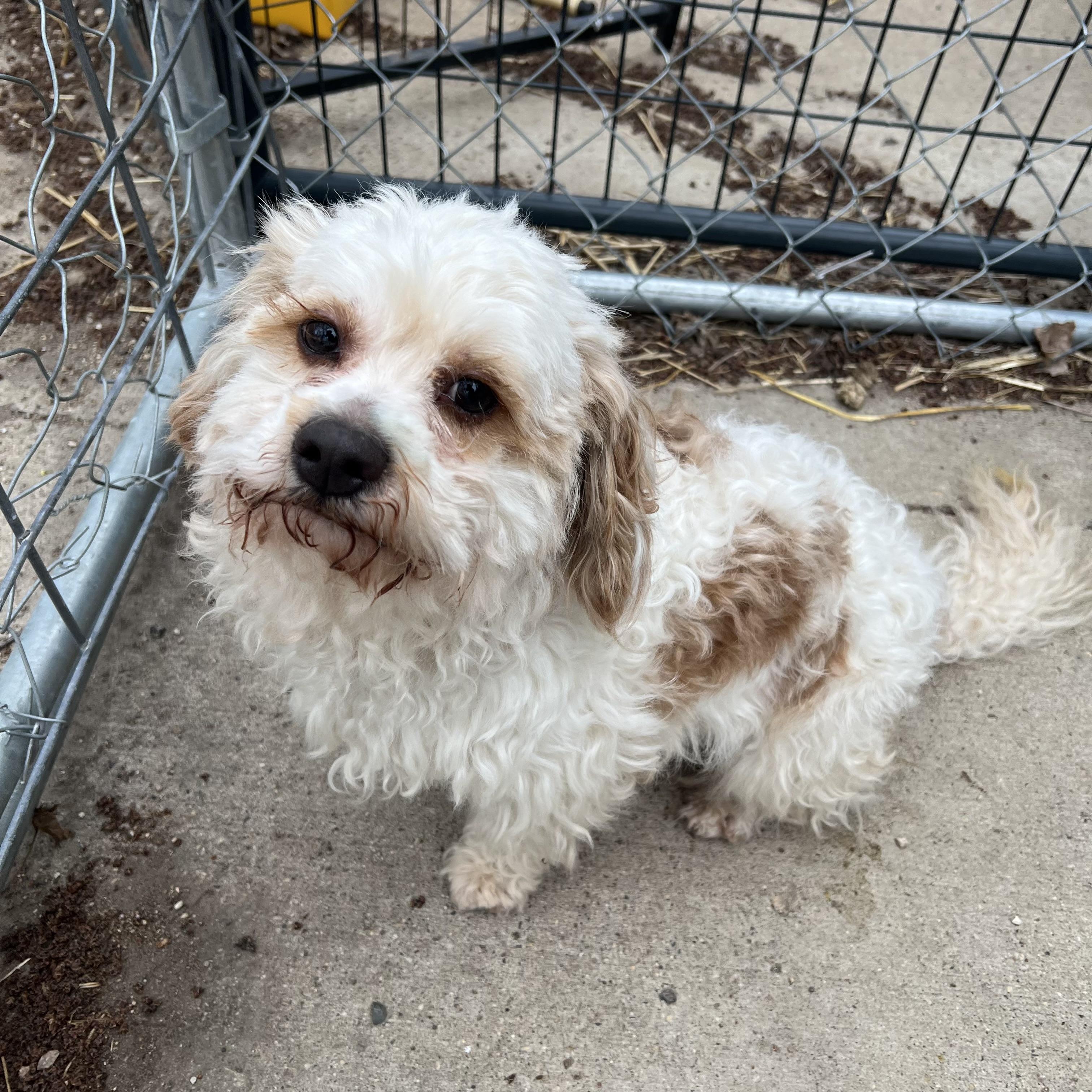 Oso , adopted, Adult Male Yorkie Poo.