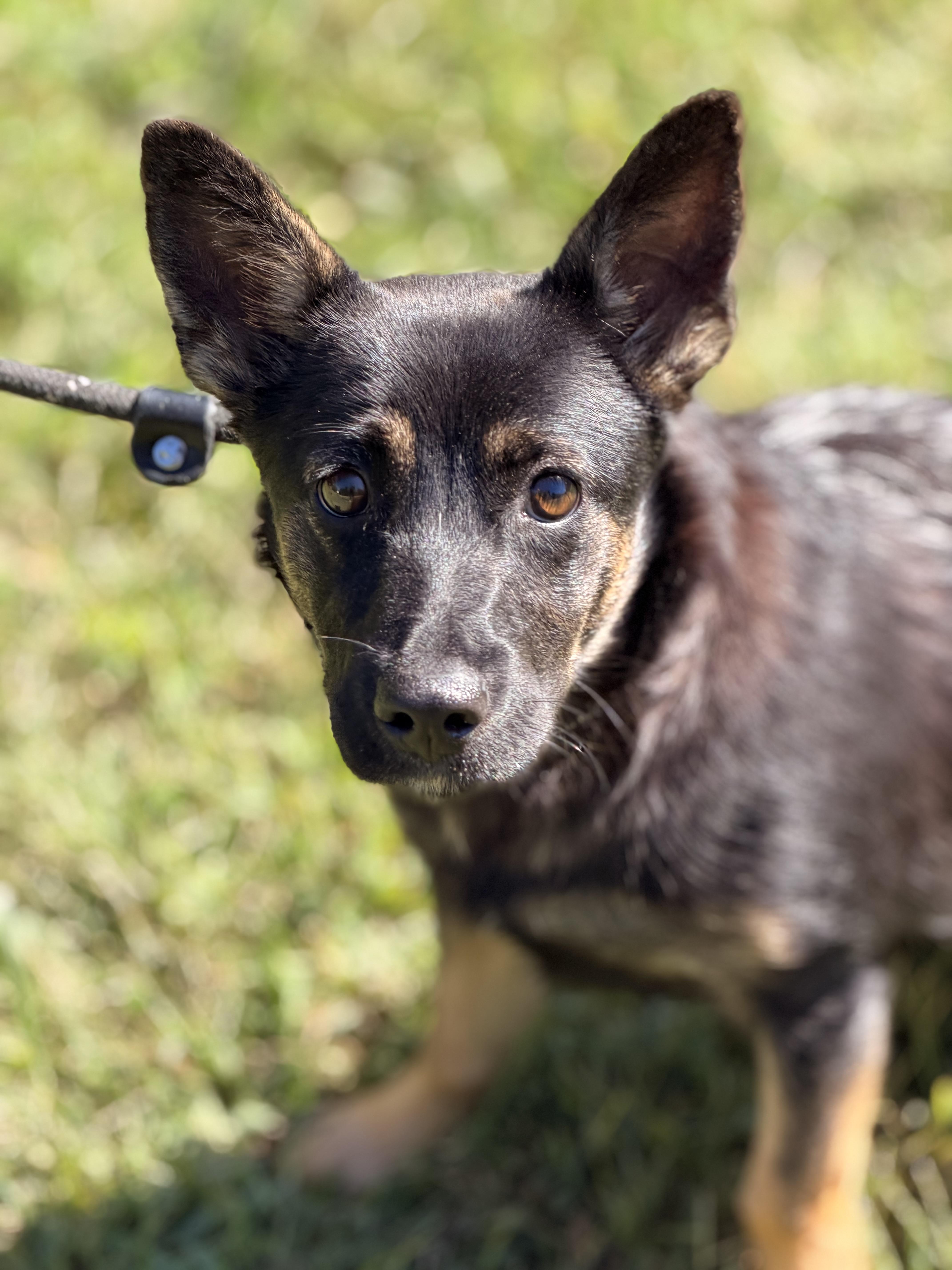Enlarge Priscilla, a Adopted mixed breed in Richmond, VA image 5/6