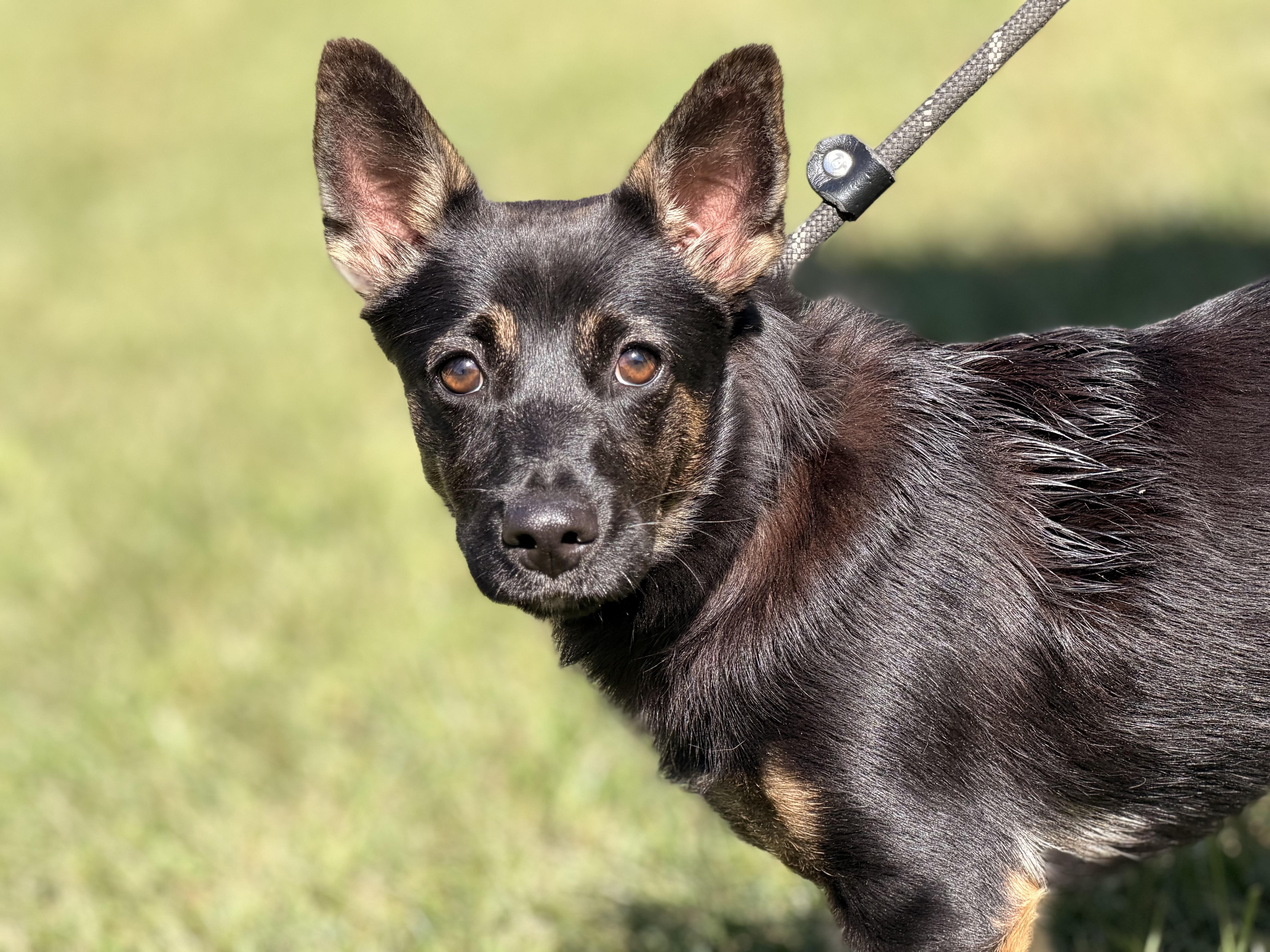 Enlarge Priscilla, a Adopted mixed breed in Richmond, VA image 2/6