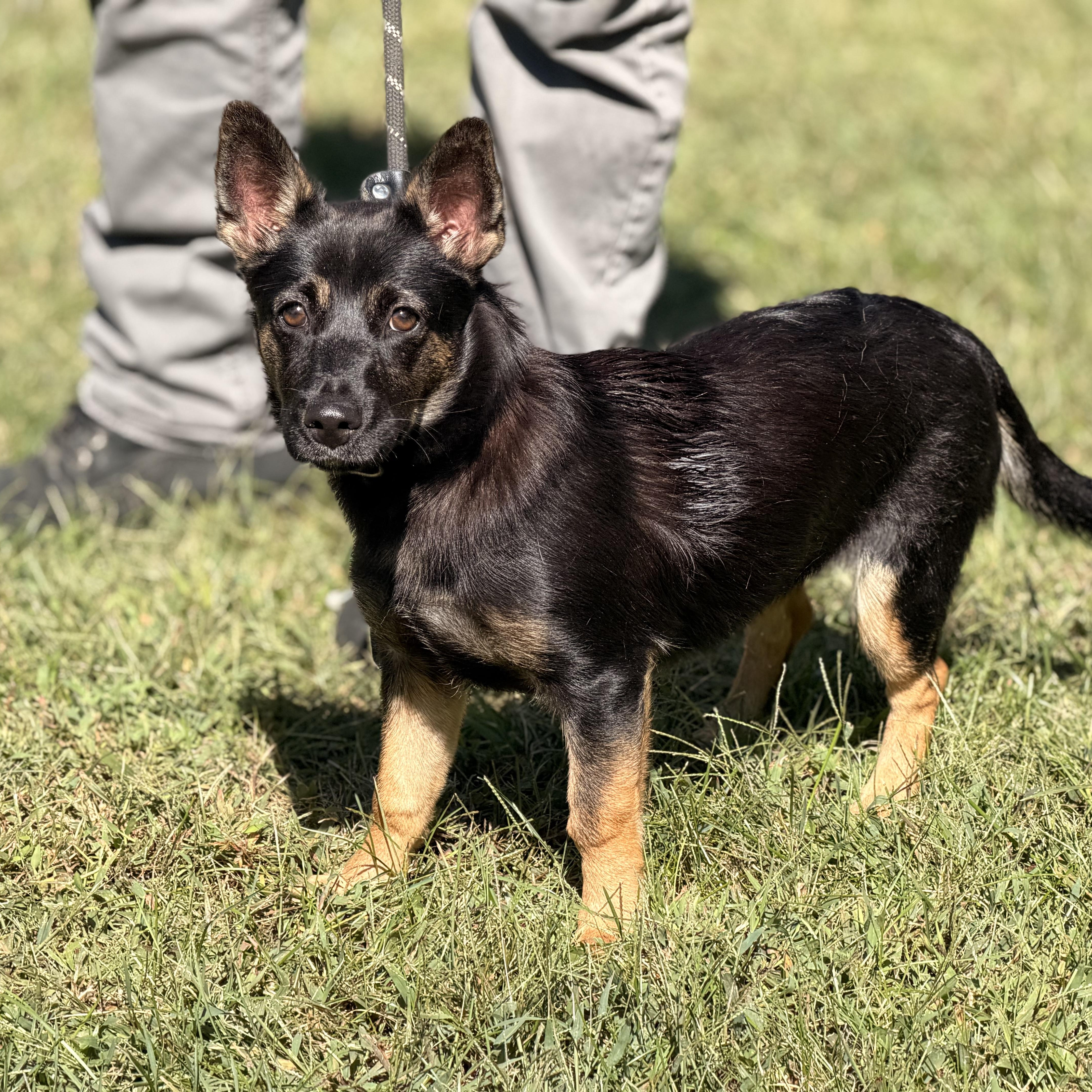Enlarge Priscilla, a Adopted mixed breed in Richmond, VA image 3/6