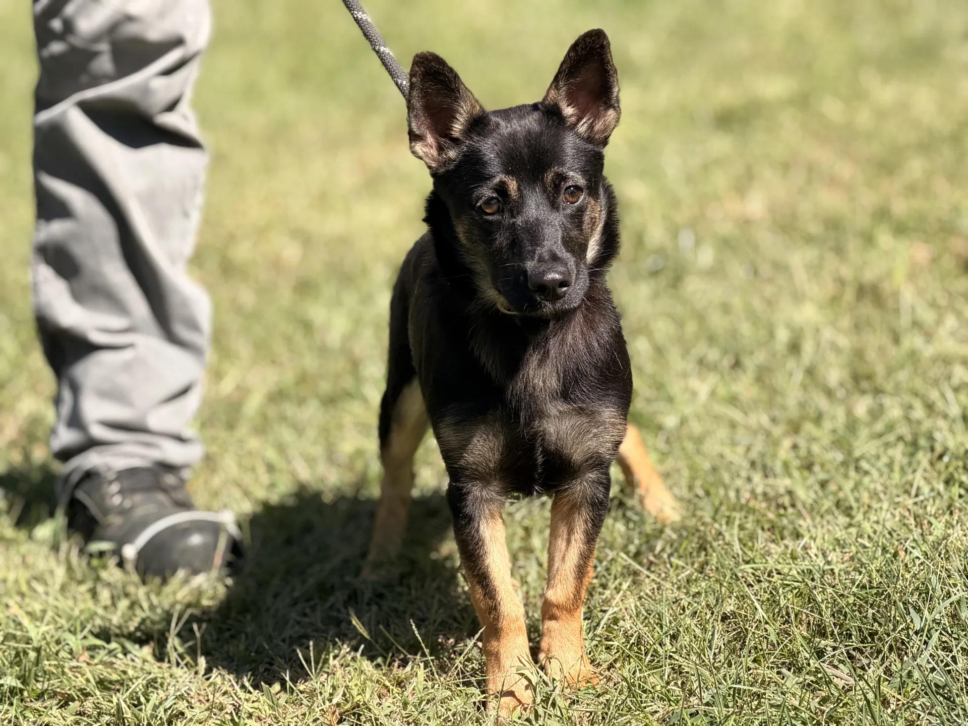 Enlarge Priscilla, a Adopted mixed breed in Richmond, VA image 6/6