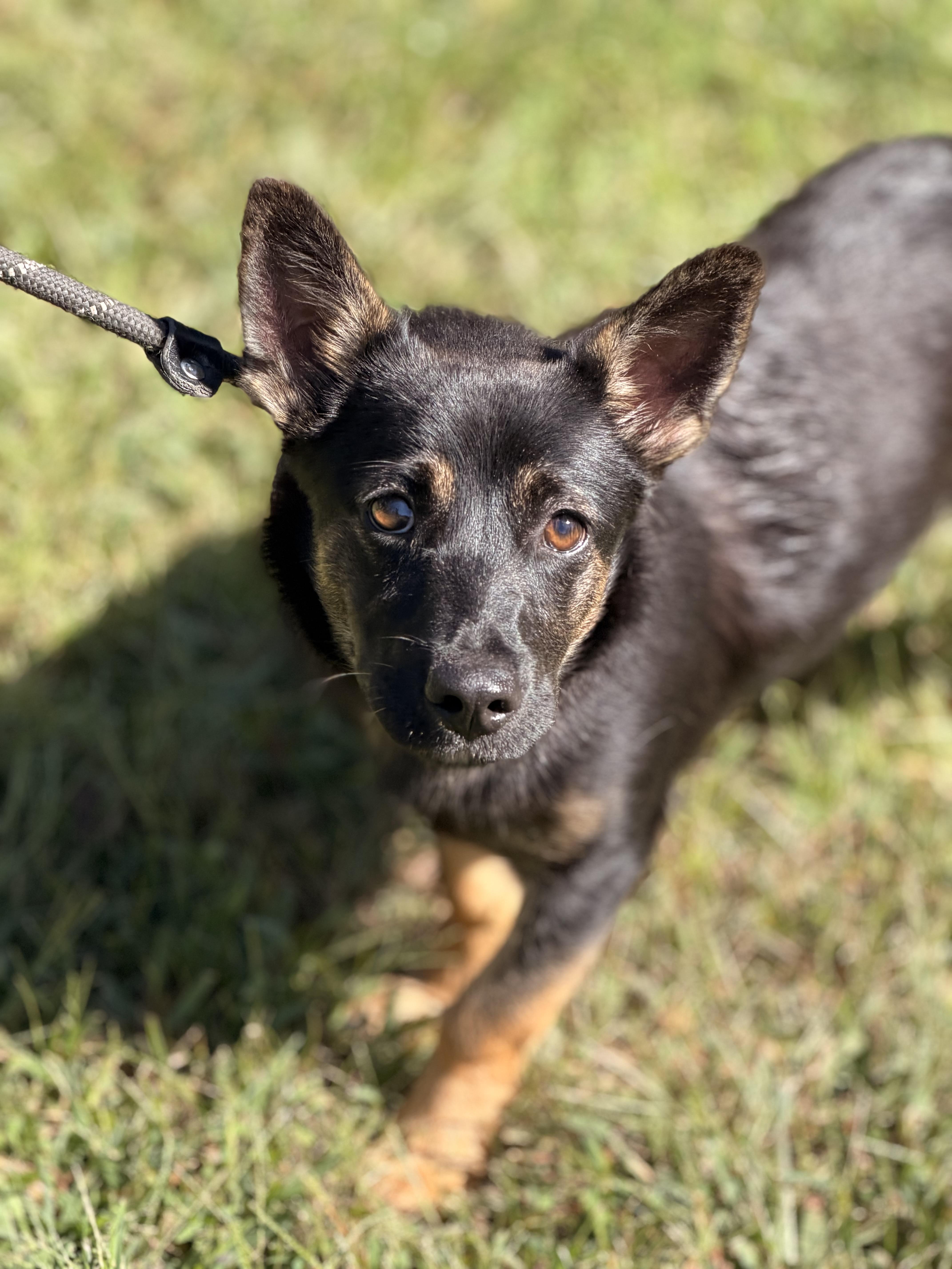Enlarge Priscilla, a Adopted mixed breed in Richmond, VA image 4/6