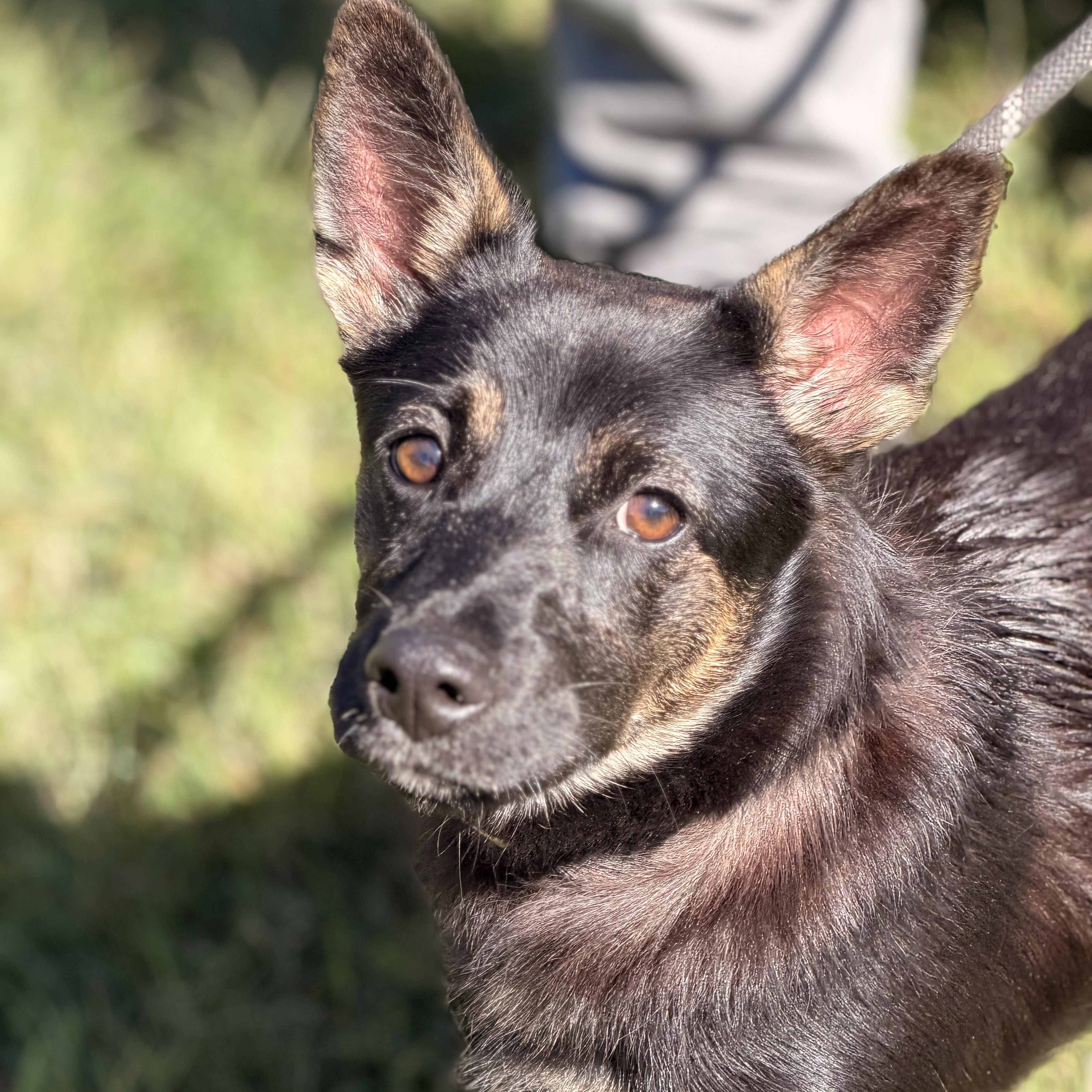 Enlarge Priscilla, a Adopted mixed breed in Richmond, VA image 1/6