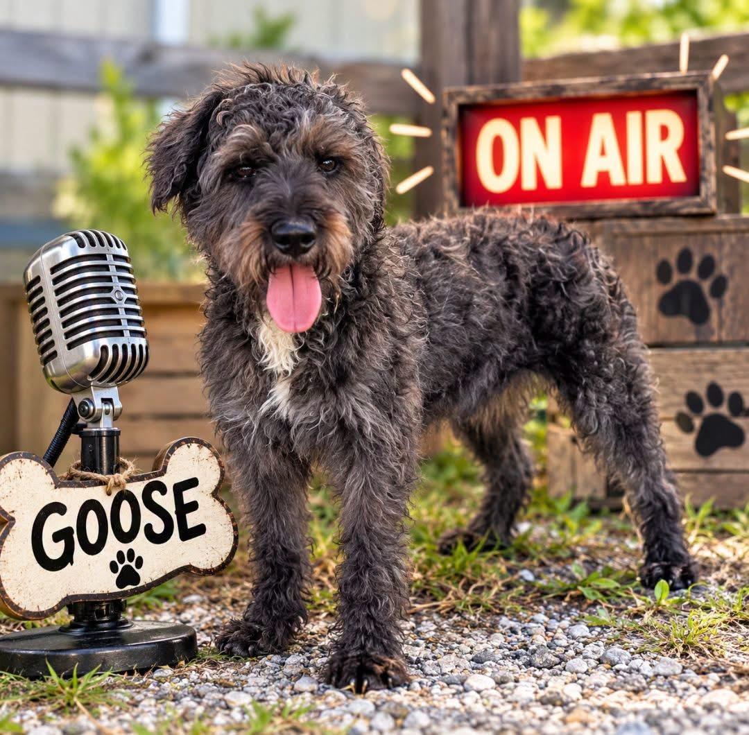Goose, Adoptable, Young Male Terrier.