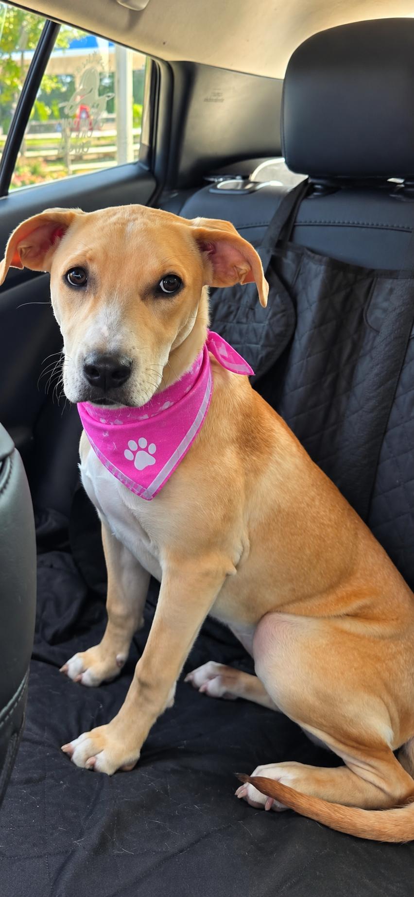 Enlarge Georgia, a Adoptable mixed breed in Levittown, NY image 2/3