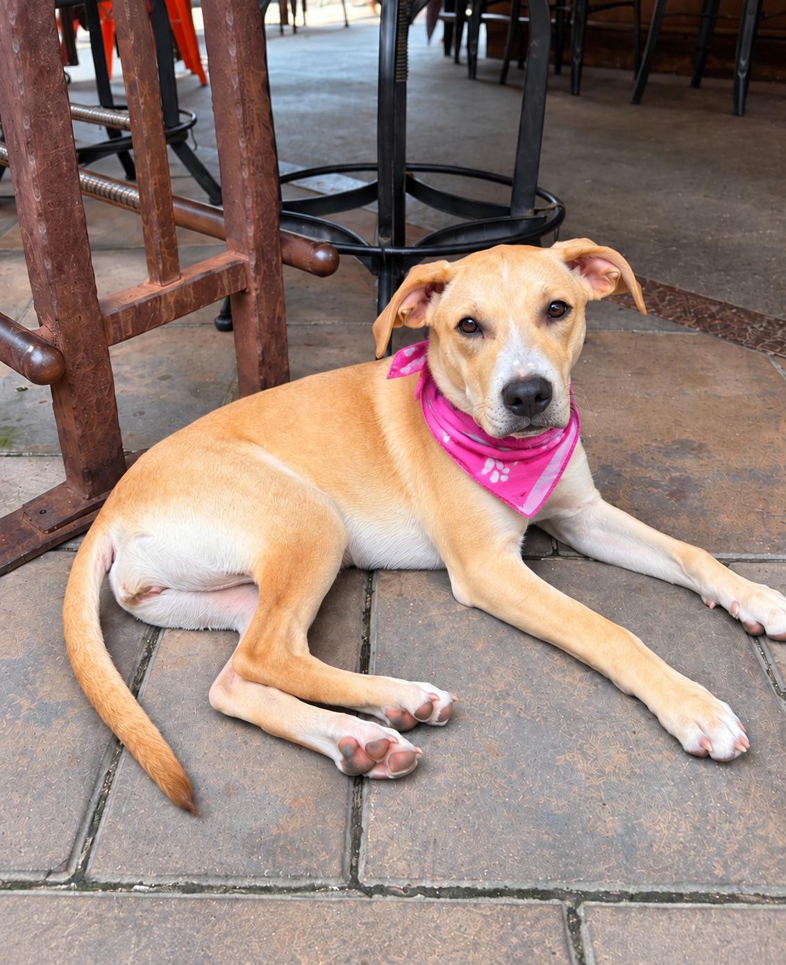 Georgia, Adoptable, Puppy Female Pit Bull Terrier & Yellow Labrador Retriever.