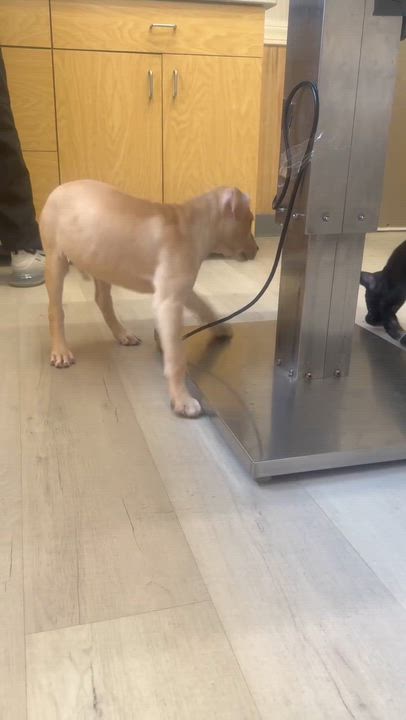 Enlarge Mrs. Potts, a Adoptable mixed breed in Levittown, NY video 4/4