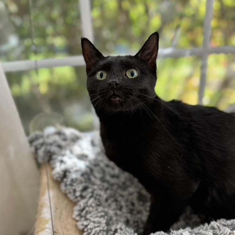 Enlarge PRIVATE, a Adoptable Domestic Medium Hair in East Greenwich, RI image 2/6