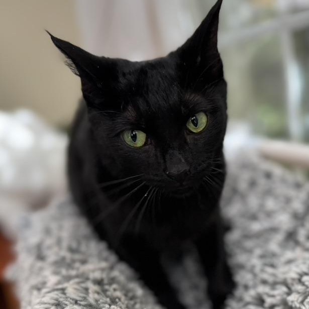 Enlarge PRIVATE, a Adoptable Domestic Medium Hair in East Greenwich, RI image 3/6