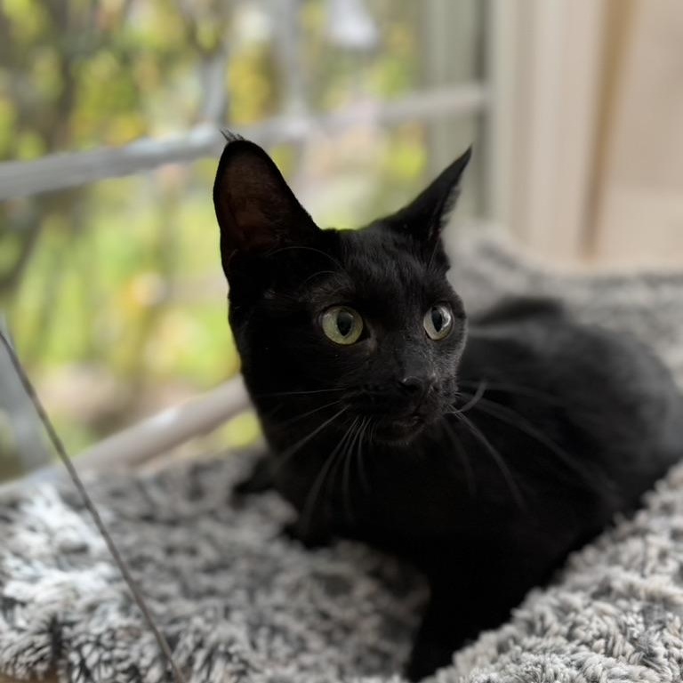 Enlarge PRIVATE, a Adoptable Domestic Medium Hair in East Greenwich, RI image 5/6