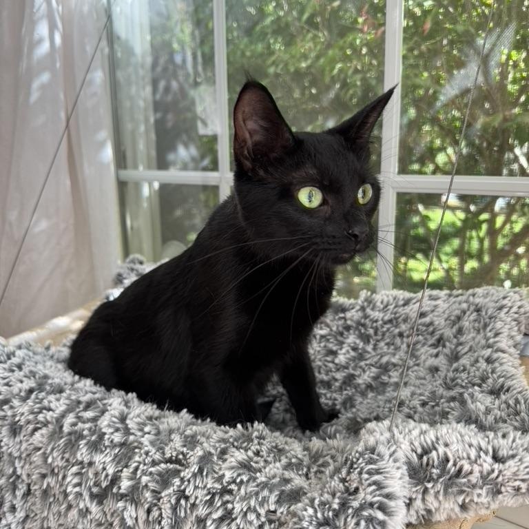 Enlarge PRIVATE, a Adoptable Domestic Medium Hair in East Greenwich, RI image 6/6