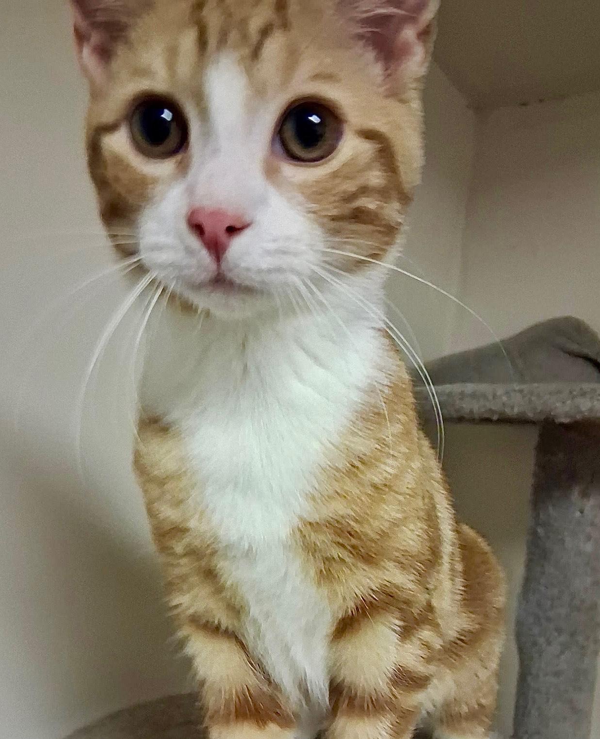 Enlarge Charlie, a ADOPTABLE Domestic Short Hair in Monroe Township, NJ image 2/2