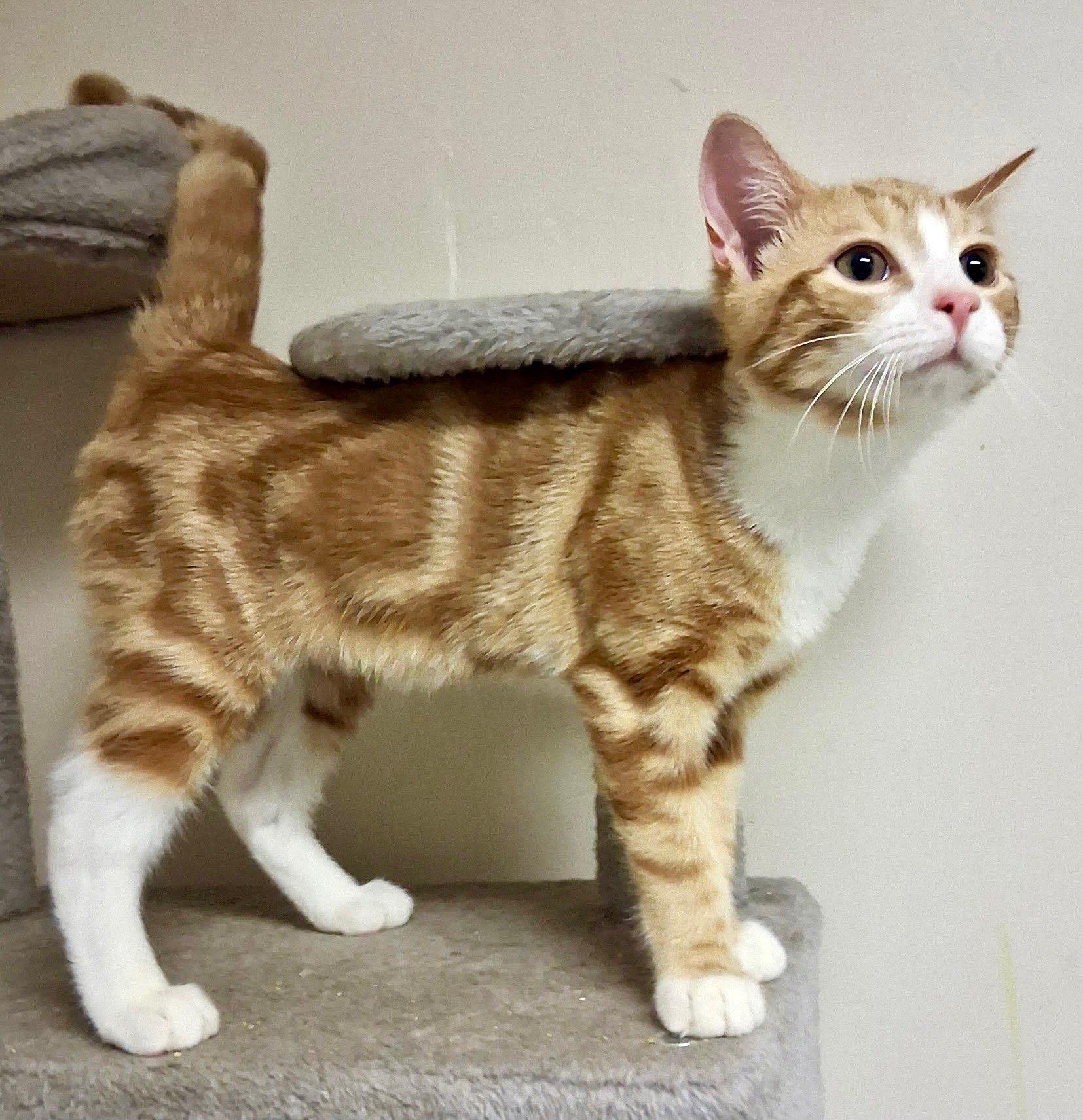Charlie, ADOPTABLE, Kitten Male Domestic Short Hair.